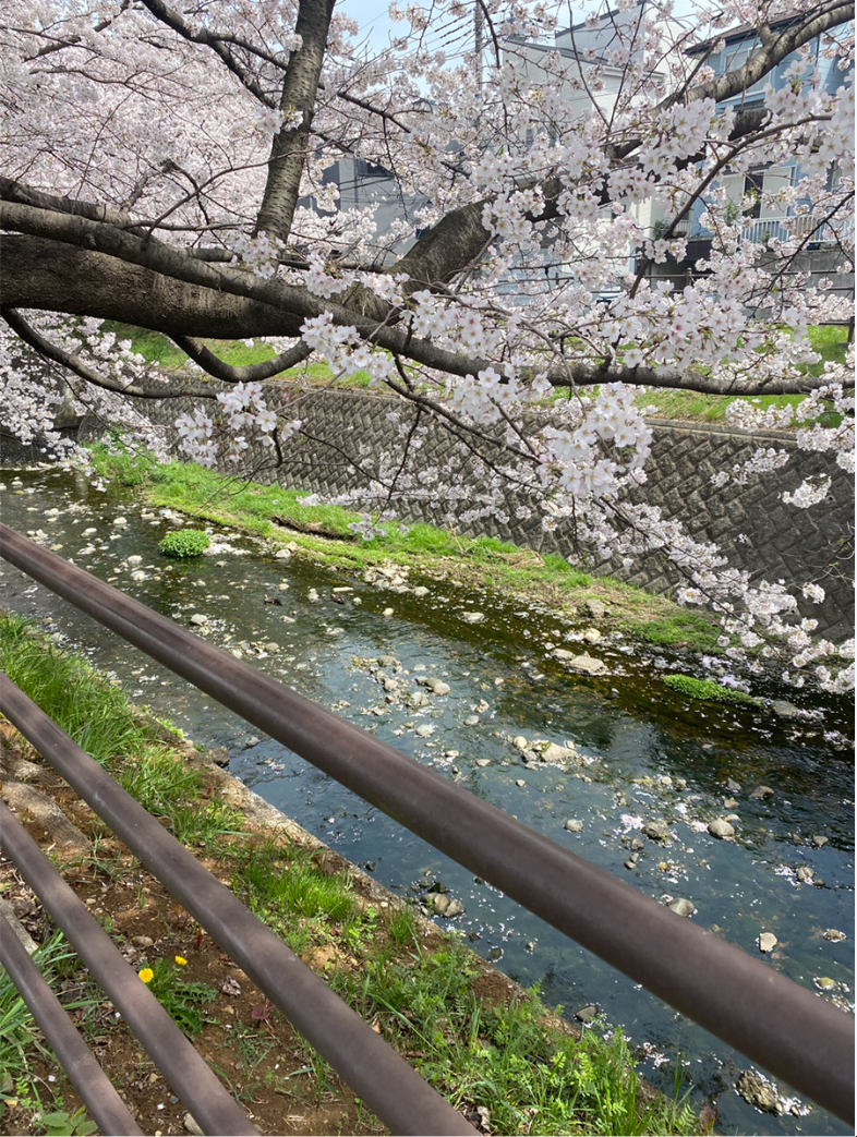 桜写真